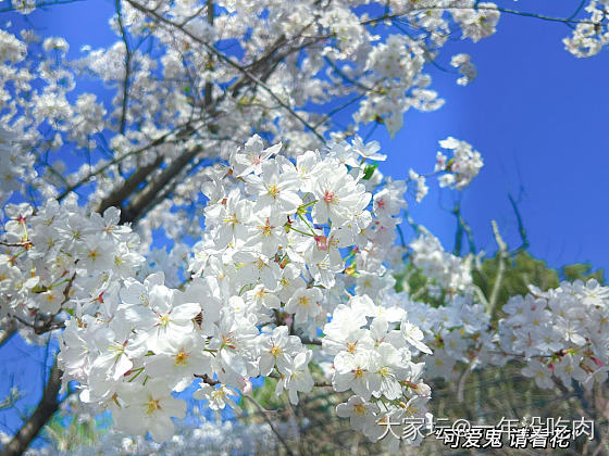 可爱鬼 请看花_花