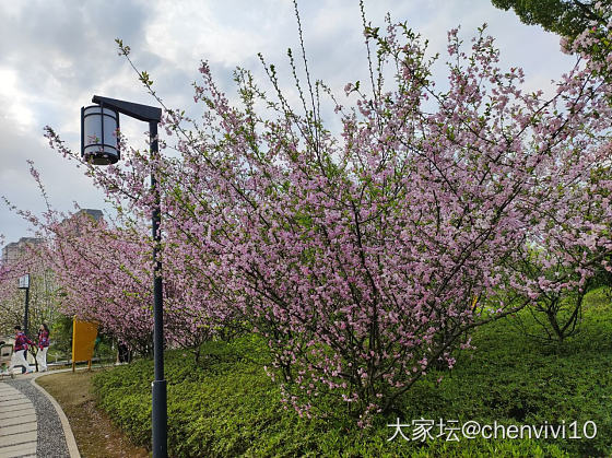 可爱鬼 请看花_花