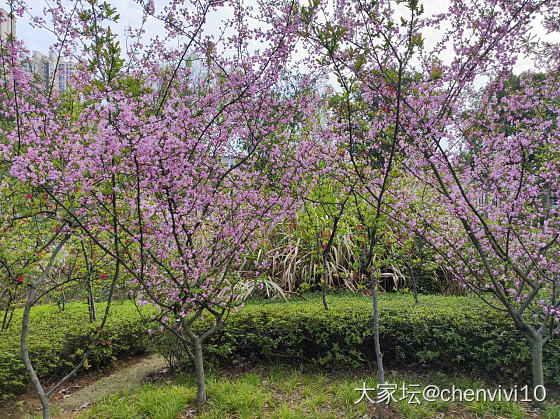 可爱鬼 请看花_花