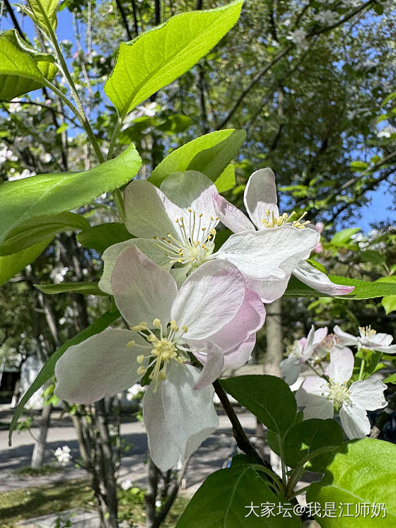 西府海棠_花