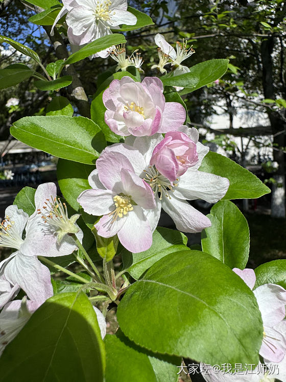 西府海棠_花