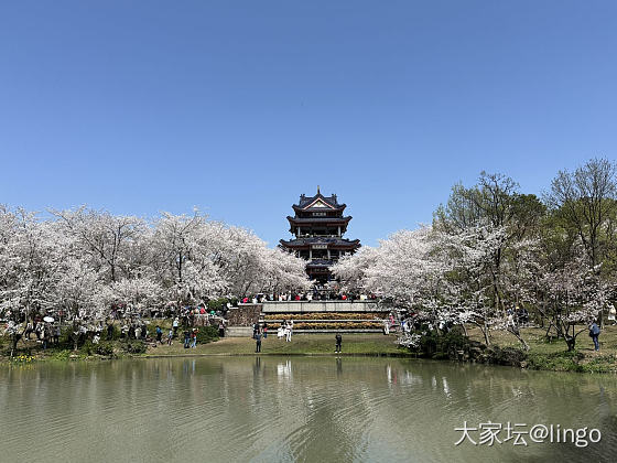 今天的鼋头渚太美了_景色