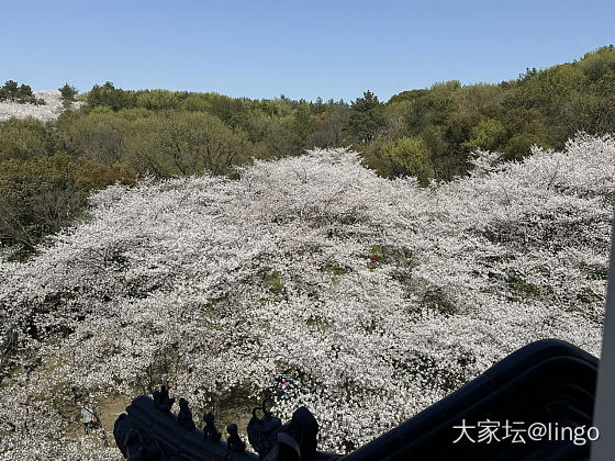 今天的鼋头渚太美了_景色