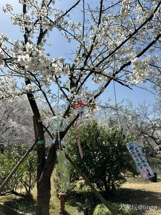 今天的鼋头渚太美了_景色