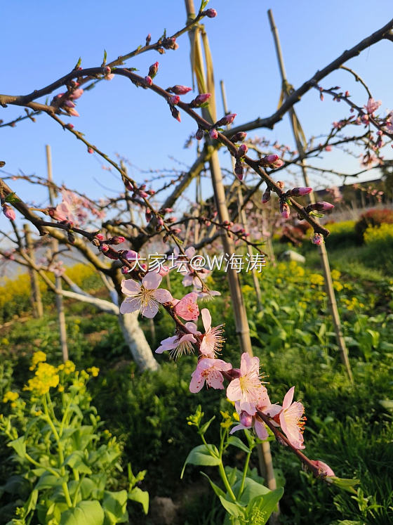 田间一游_景色