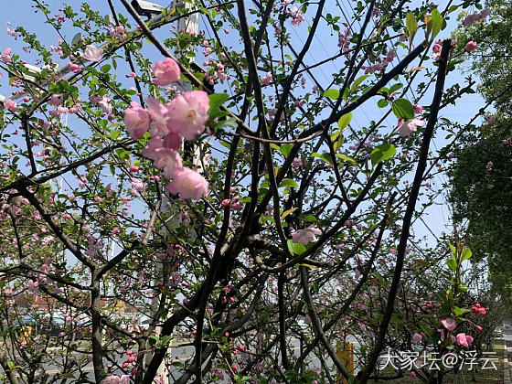 西府海棠_花