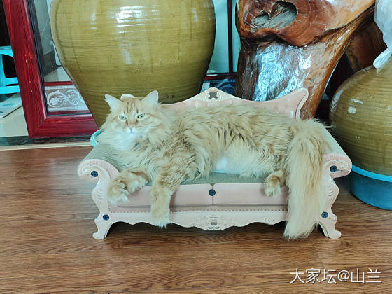 沙发虽小也惬意……_猫