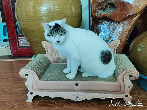 沙发虽小也惬意……_猫