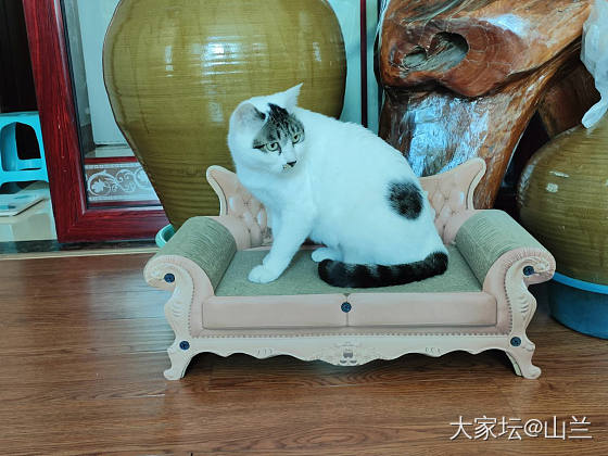 沙发虽小也惬意……_猫