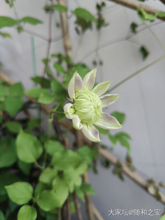 赏花！蓝光开花了！_花