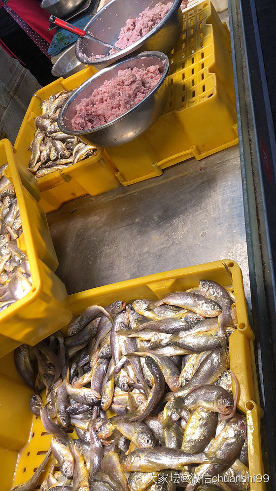 菜市场6块一斤的逛鱼 又鲜又软又便宜～～_美食