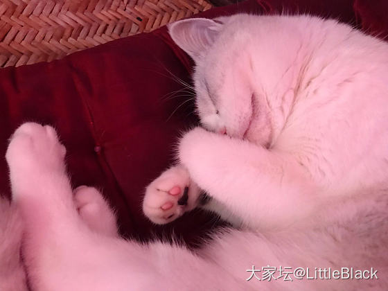 我的小仙满两岁啦_猫