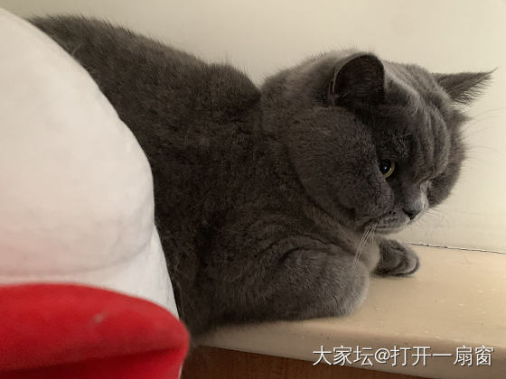 小猫咪有什么错呢_猫