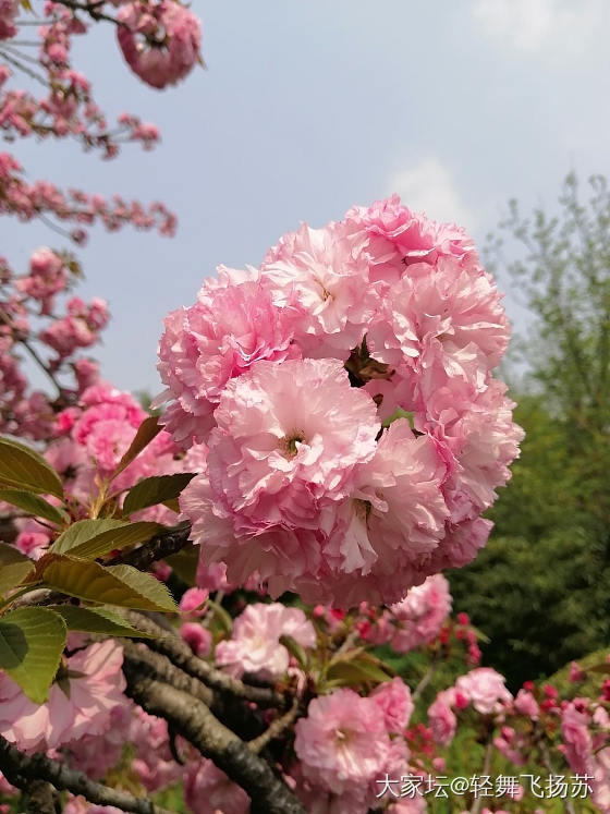 春天真好啊_花