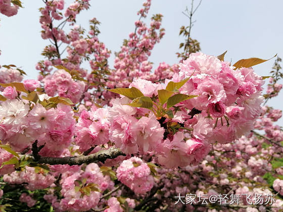 春天真好啊_花