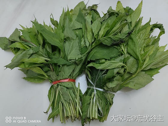 请问这个是野菜柴胡吗？怎么做才好吃呢？_食材