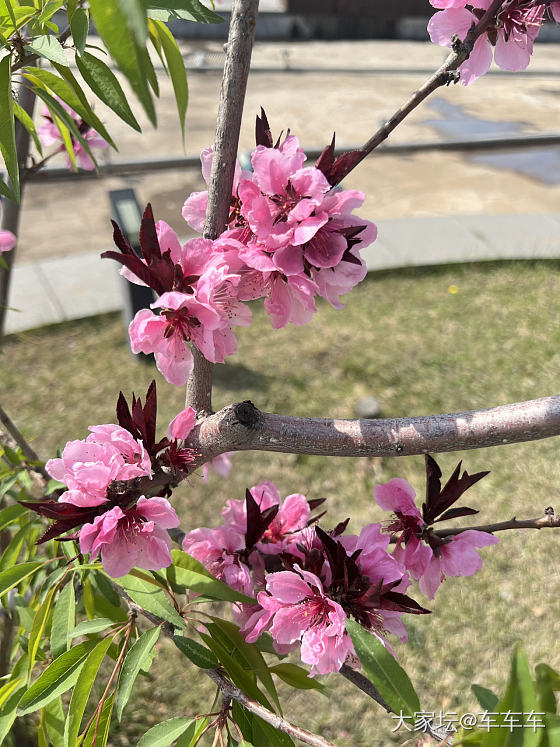 请问这些都是什么花？_花