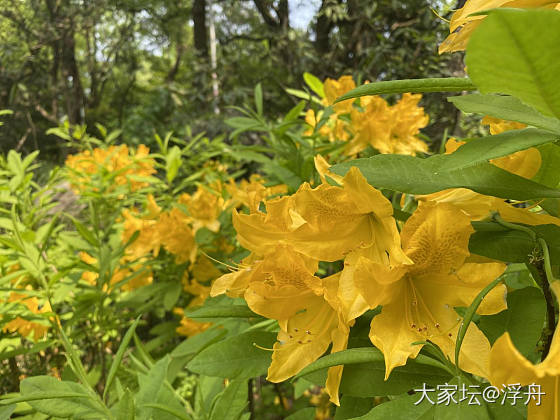 好久没见过这么灿烂的杜鹃花了_花