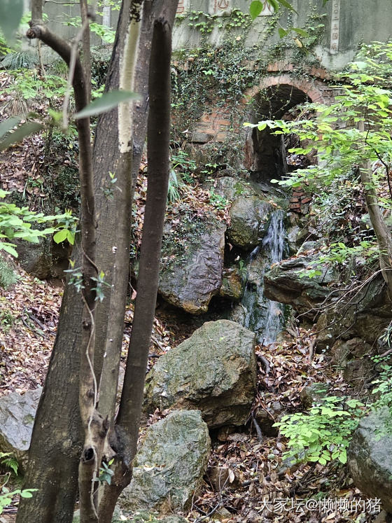 上春山_植物