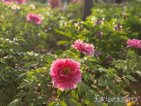 看花花_花