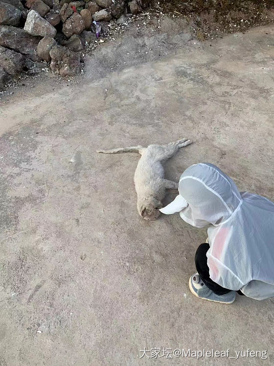 养了一只流浪猫一年多，后来回云南时候带着它，我表妹喜欢就留给她了。昨天告诉我死了...