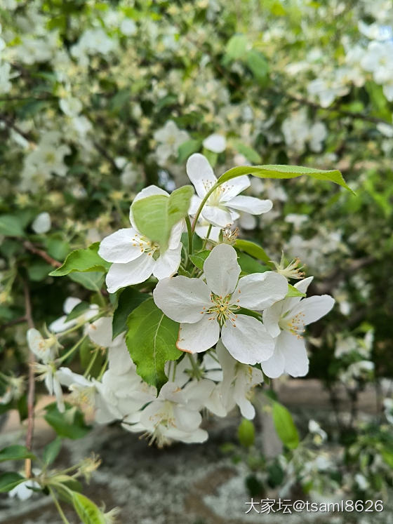 自学行书三个月了，看到落花写了篇《葬花吟》_书法