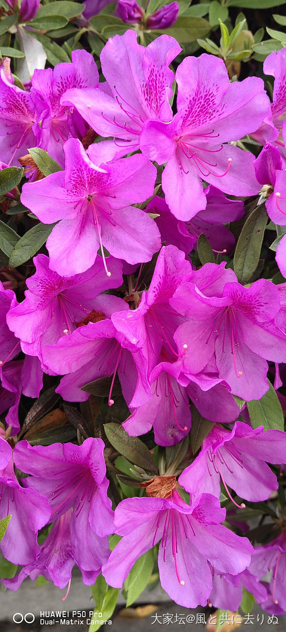 四月春花_花植物