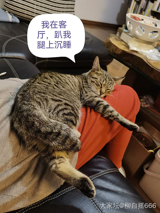 幸福的时光总是短暂…😏_猫