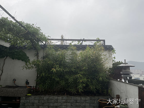 下雨天，摸金喝茶_金