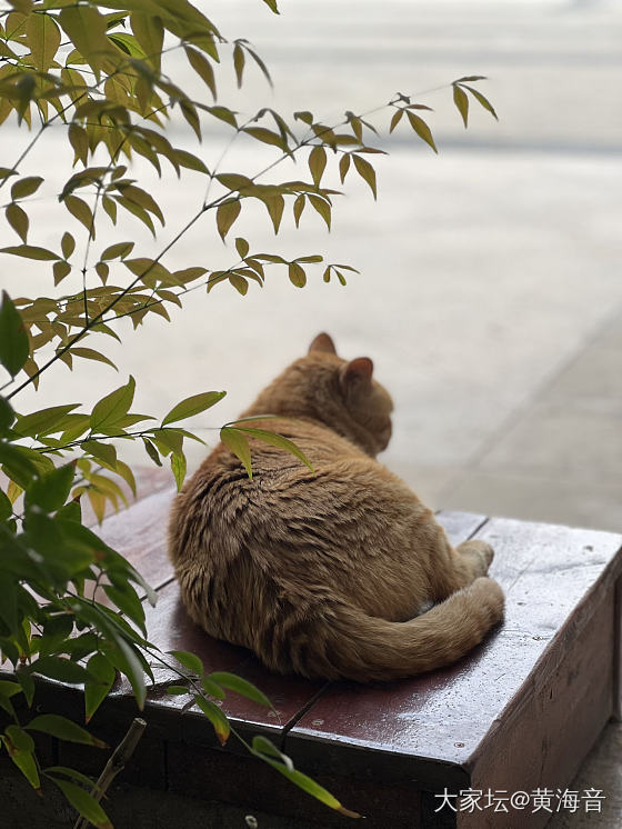 可以不喜欢它，但不要伤害它_猫