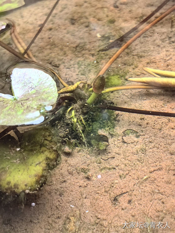 主题_宠物植物