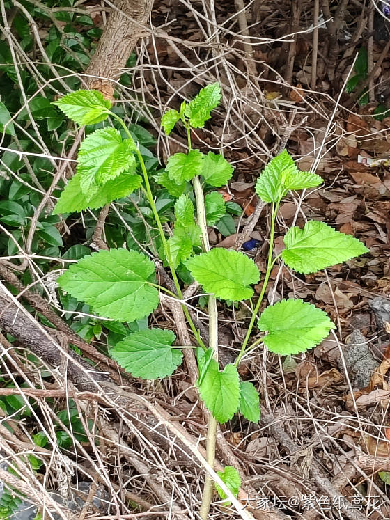 万米送桑叶，礼轻情意重。_植物