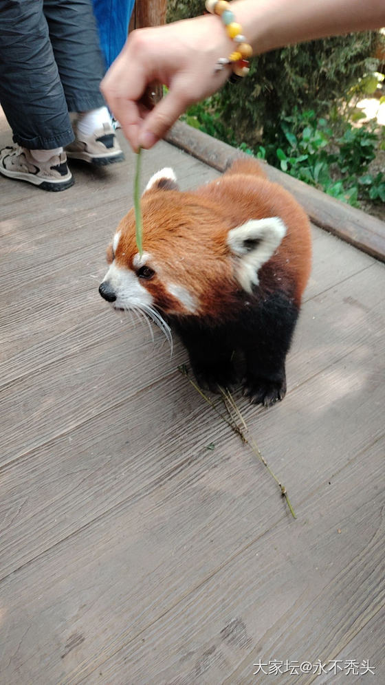 彩色小熊猫，可爱的难以形容_宠物