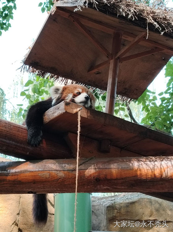 彩色小熊猫，可爱的难以形容_宠物