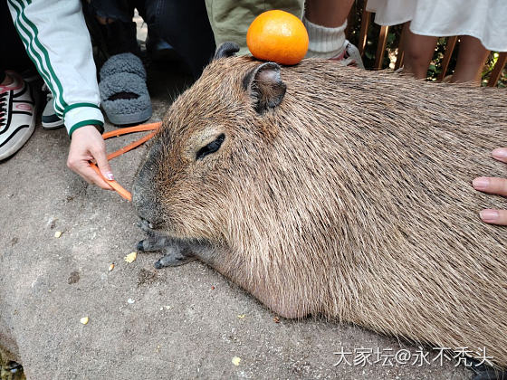 彩色小熊猫，可爱的难以形容_宠物