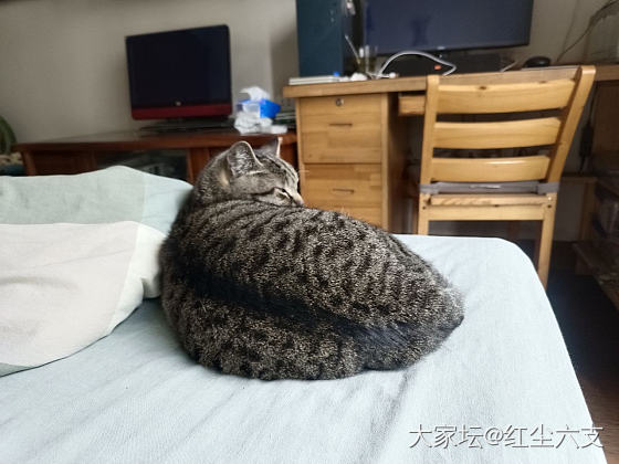 老妈把猫猫的健康手册和她的医保卡放在同一个袋子_猫