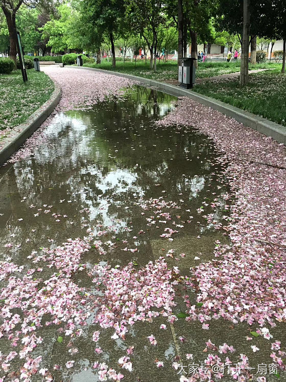 落花雨_碧玉和田玉