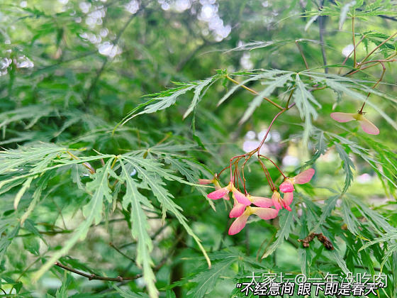 春雨绵绵_景色