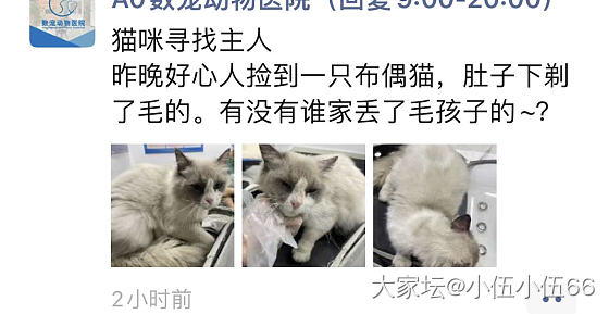 有没有人要收养怀孕的布偶猫？_猫