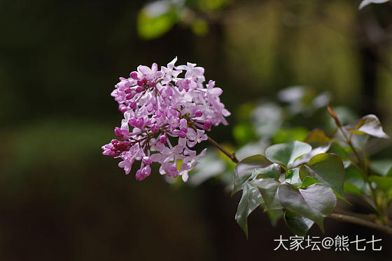 丁香花开_摄影