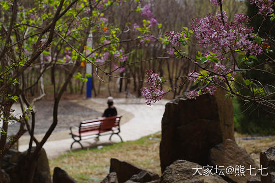 丁香花开_摄影