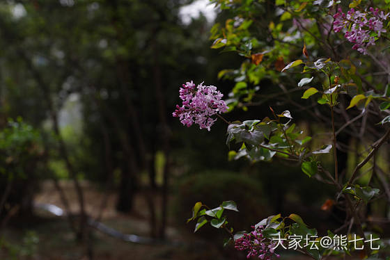 丁香花开_摄影