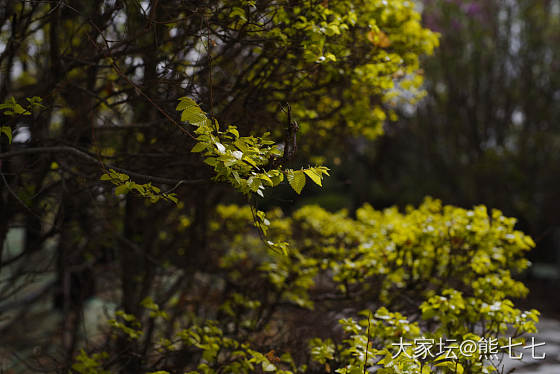 丁香花开_摄影