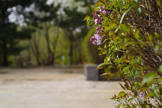 丁香花开_摄影