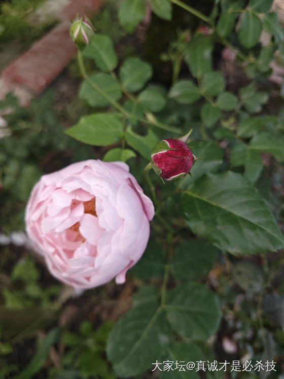 去年种的花花 这个季节都开了 看着心情好好呀  🌸还有好几种花花含苞待放 期待中_花