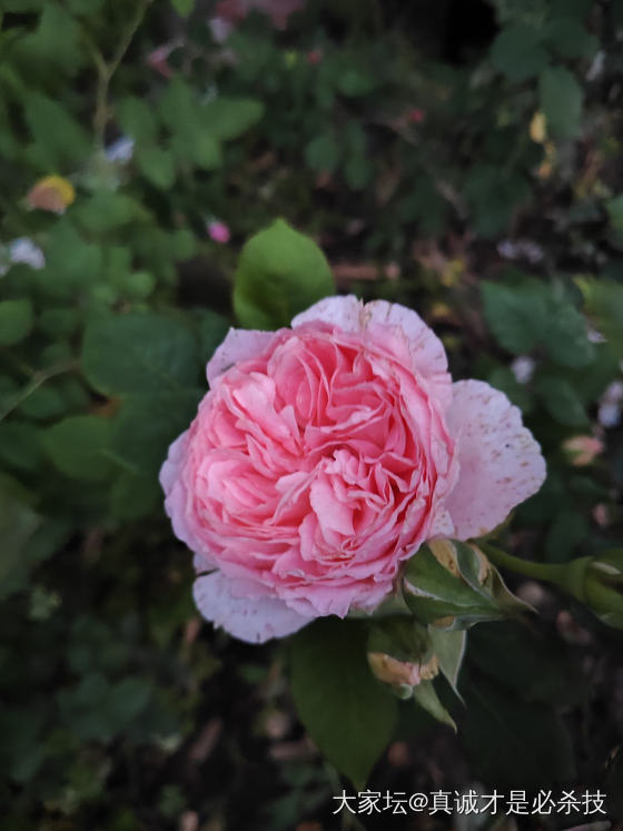 去年种的花花 这个季节都开了 看着心情好好呀  🌸还有好几种花花含苞待放 期待中_花