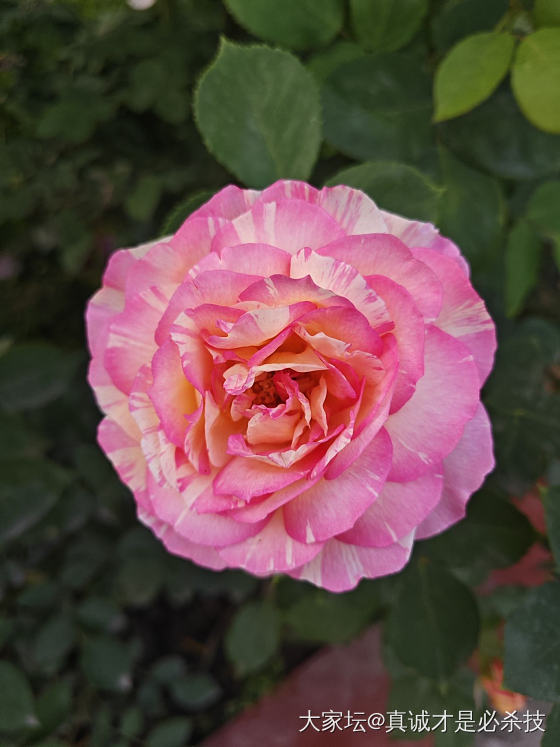 去年种的花花 这个季节都开了 看着心情好好呀  🌸还有好几种花花含苞待放 期待中_花