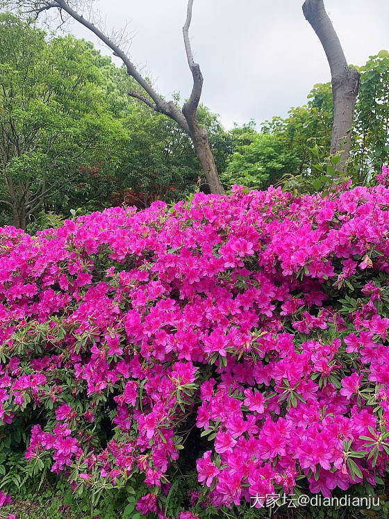 来自春天的馈赠～_花