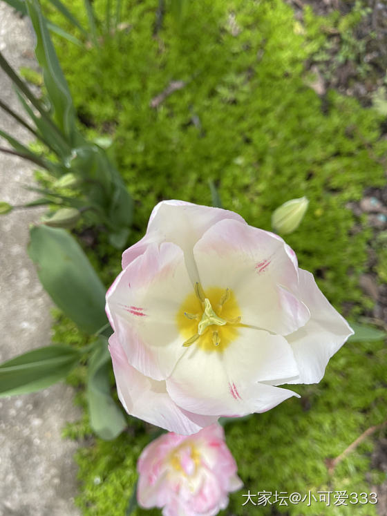 春暖花开_花