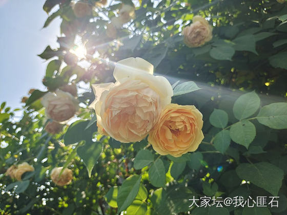 炸花花了🌹💐🌸_花